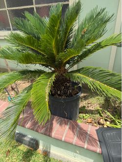 Sago palm tree