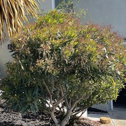 Nerium oleander Bush/tree