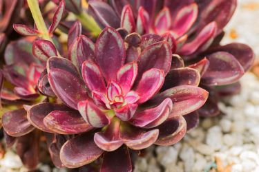 Painted Echeveria 