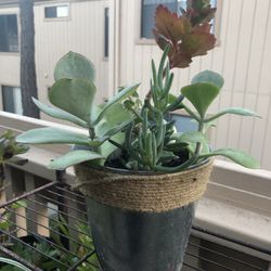 Succulents and Kalanchoe