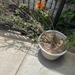 Free Flowering almond Potted 