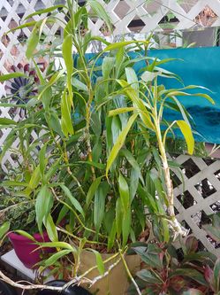 Lucky Bamboo big pot