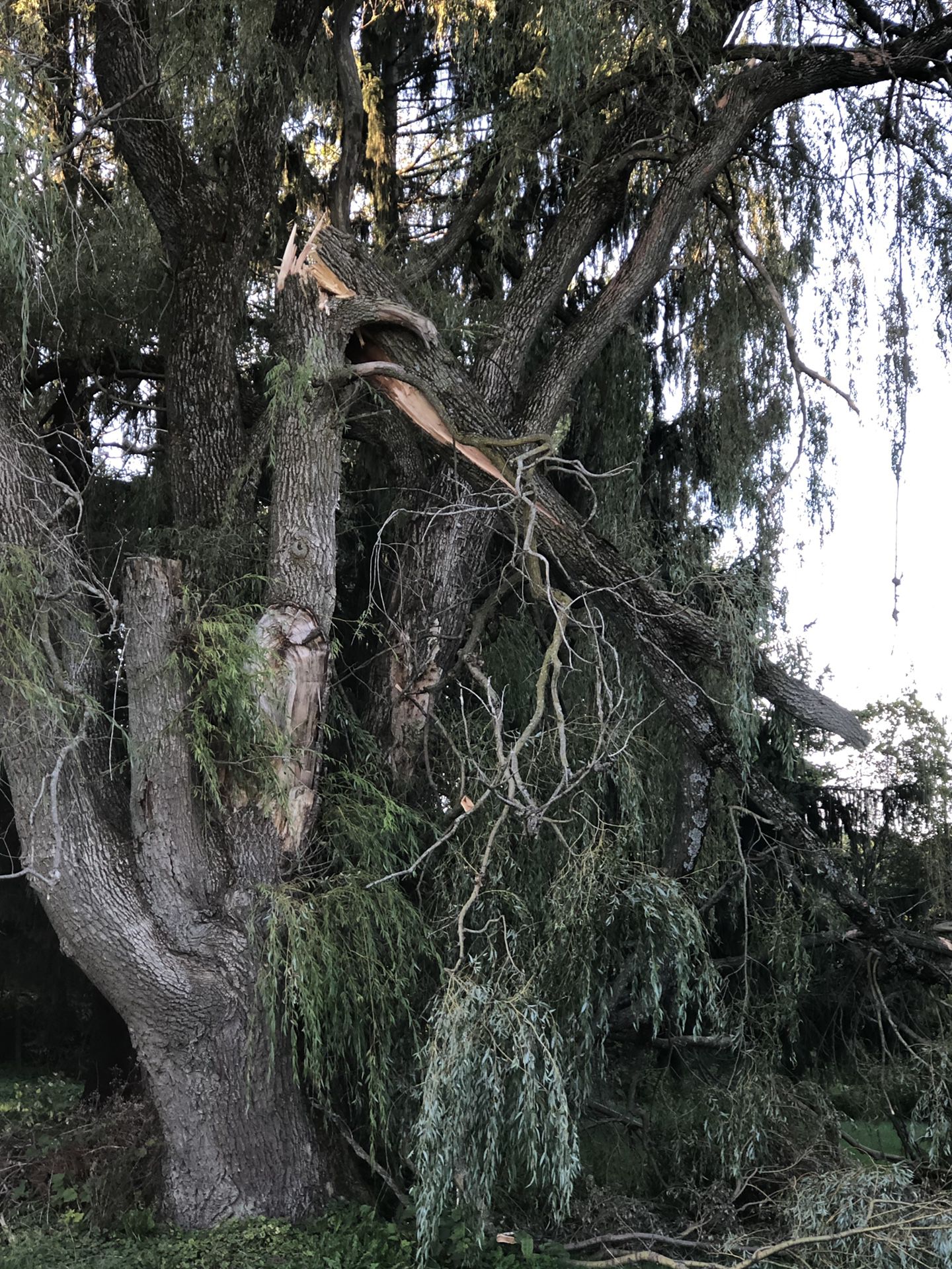White willow- tree is being taken down