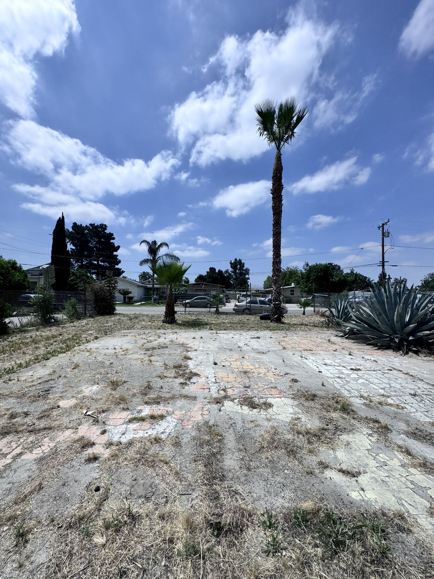 palms trees trimming