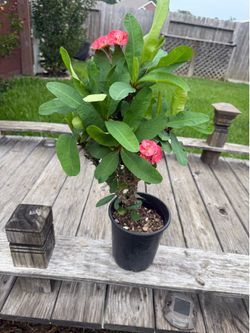 Corona de Cristo planta grande de flor grande $25