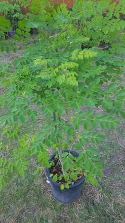 Morianga miracle health tree