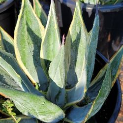 Agave Weberi V 