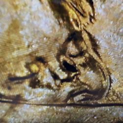 2000 P Liberty Dollar Damage Baby Face