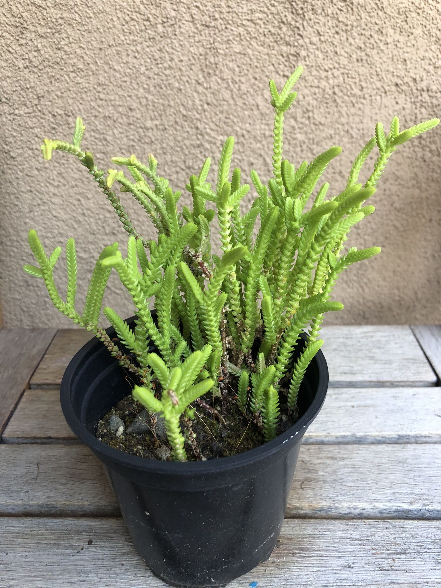Succulent Plant In 4” Pot