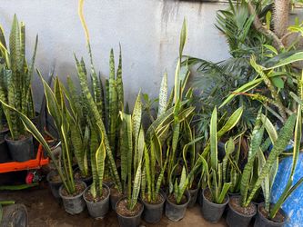 Snake plant
