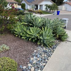 Agave Plants
