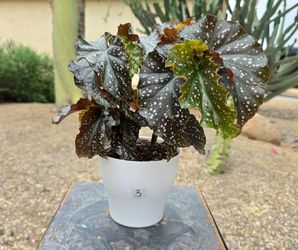 Begonia Maculata With Pink Polka Dots #3