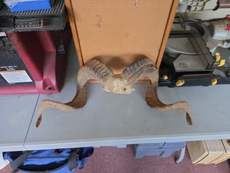 Real Horns