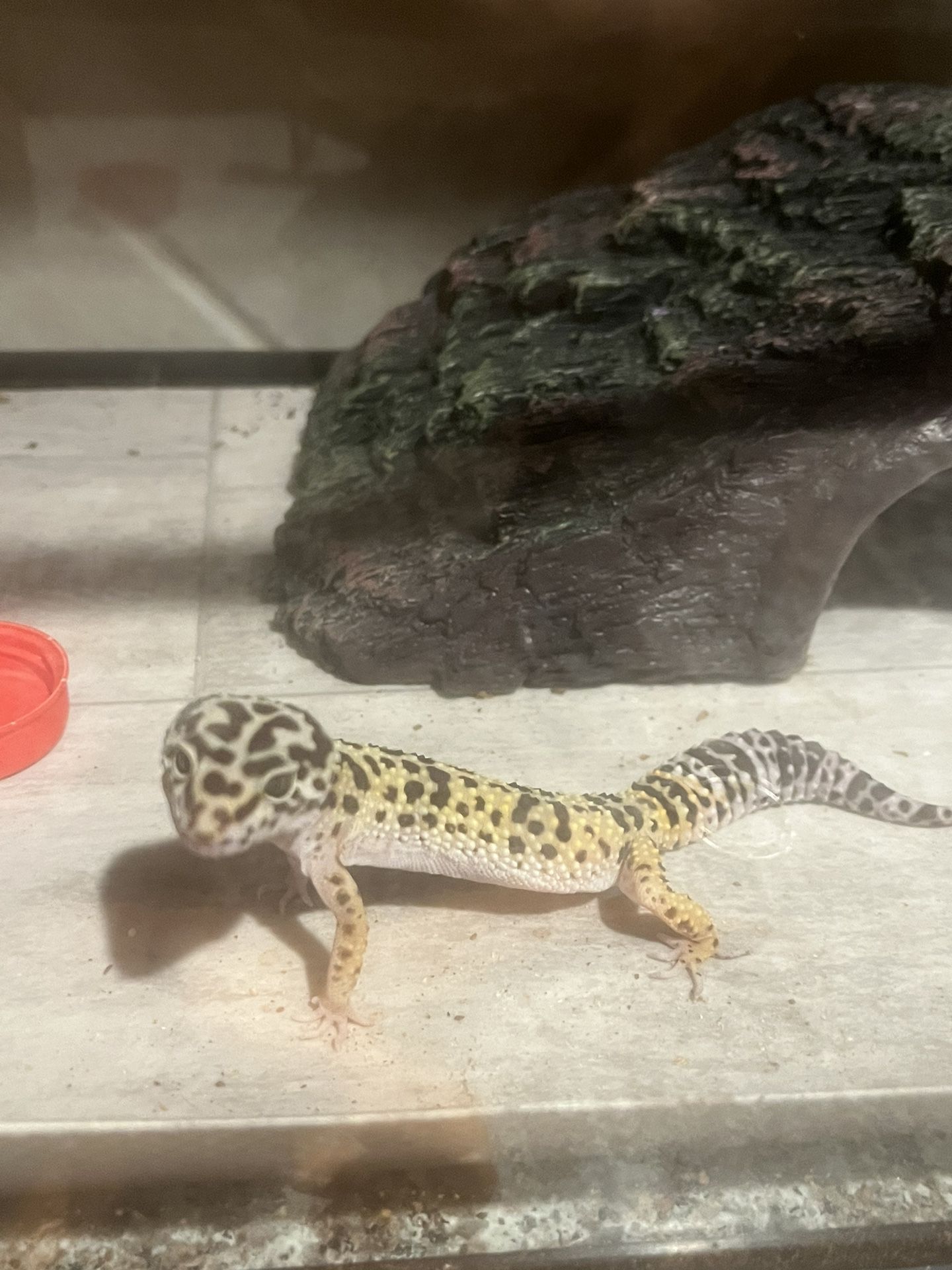 Leopard Gheko Tank Eveyrthing Inside Included Text Me For More Info 