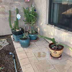Ceramic Pot With Plants/Cactus