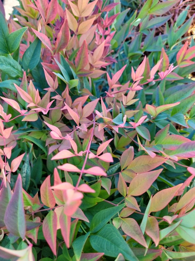 Heavenly BAMBOO (Nandina Variety; FIREPOWER (Not As Pictured, But Younger & Different Variety Of NANDINA...