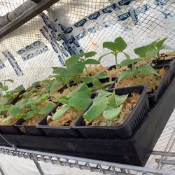Organic Cucumbers 🥒 Plants Pickled 
