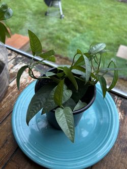 House plant- philo cebu blue