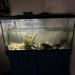 Fish Tank 