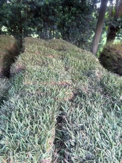 Sod Sod Sod