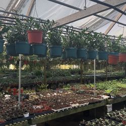 Riverside Greenhouse 