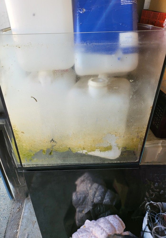 Salt Water Fish Tank 40Gal $400 OBO