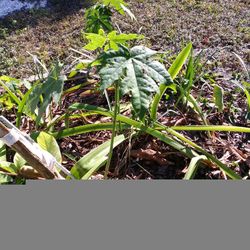 Papaya Plants For Sale $10