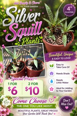 Silver squill plants 🪴💚💜
