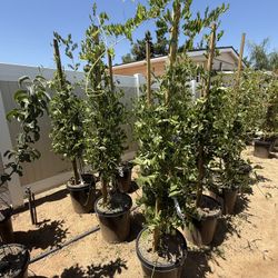 Wisteria 15 Gal Blue And White