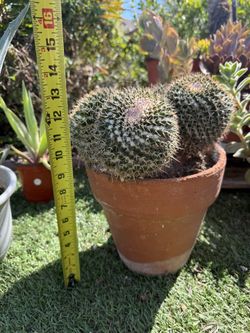 Cactus Plant In Terra-cotta Pot