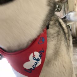 Dog bandannas Pet Accessories 