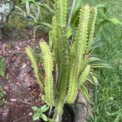 Big Euphorbia Trigona Plant 🪴 3 ft height. 