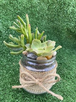 Succulent , recuerdos any occasion