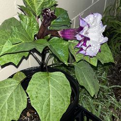 Devils Trumpet (metel datura) Purple