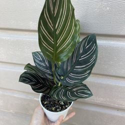 4” Calathea Ornata 