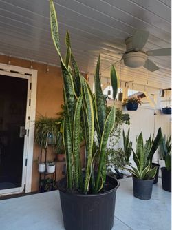 Snake Plants (Sansevieria Laurentii)