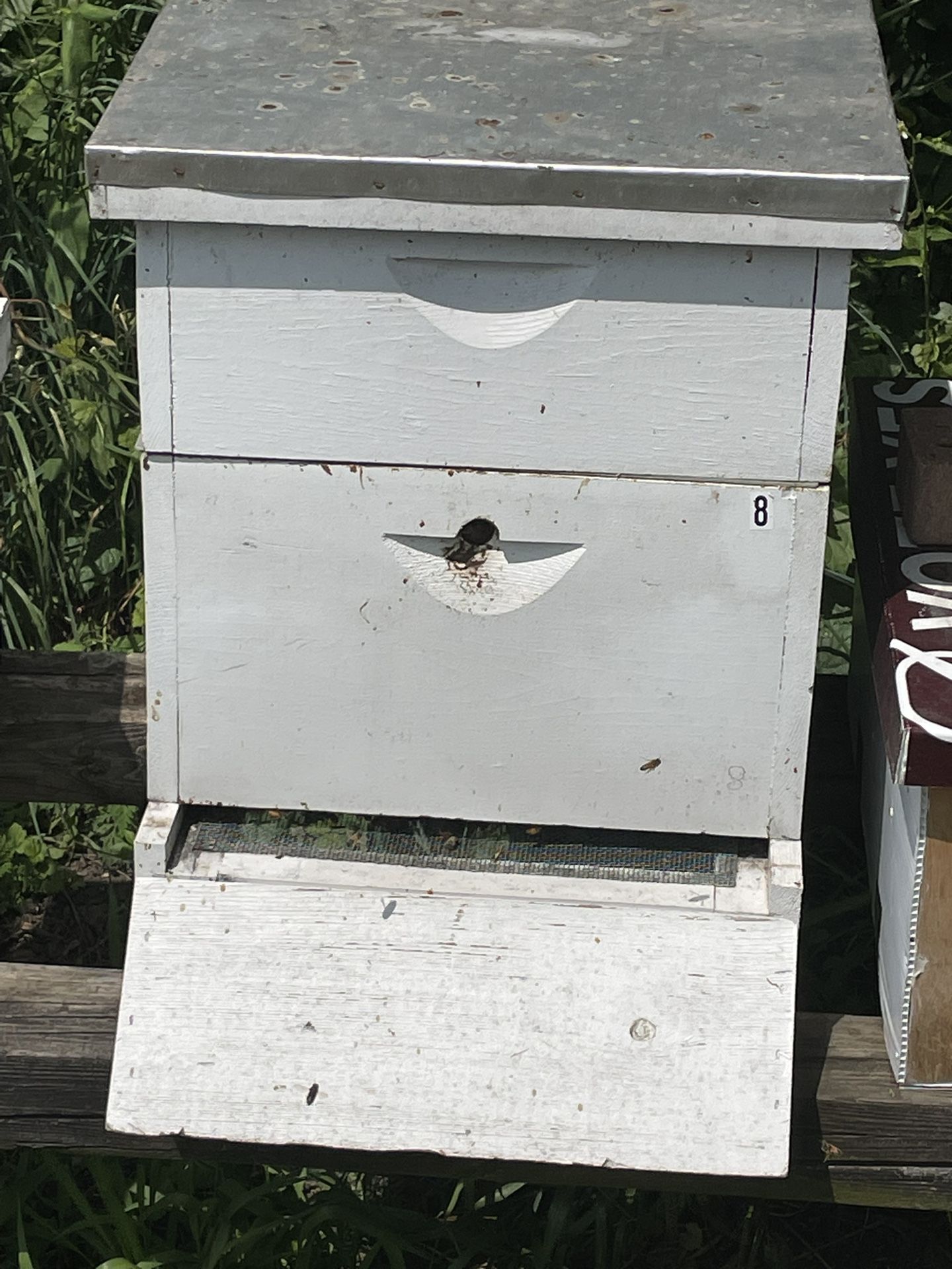 Honey Bee Hive With Bees