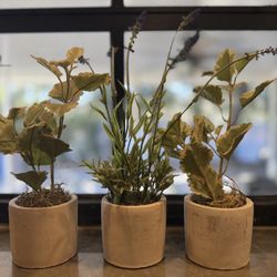 Pottery Barn faux plants in cement pots