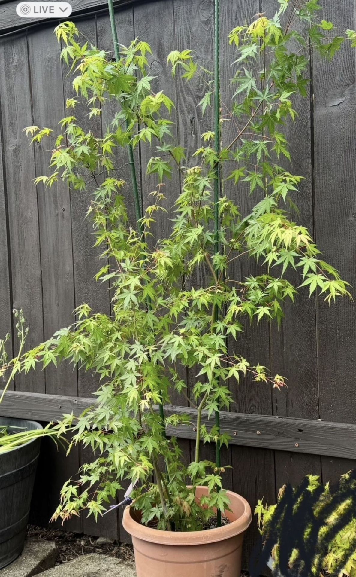 Japanese Maple Tree 5’