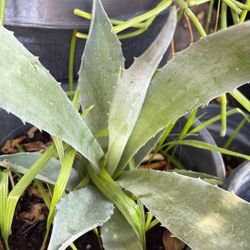 Maguey 