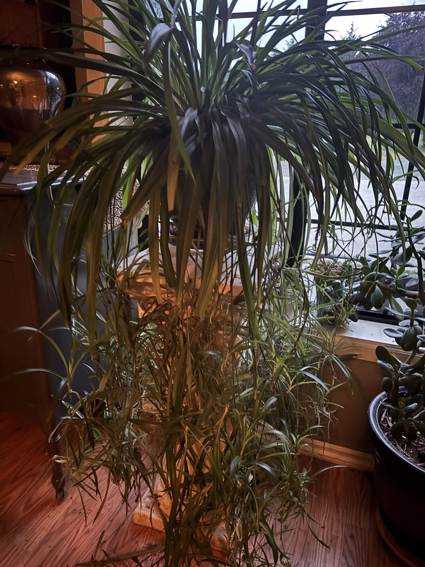 Spider Plant In Ceramic Pot