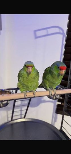 Parrot