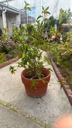 Plant with orange flower