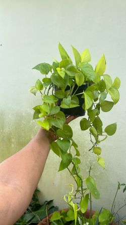 Neon pothos 6” house plant