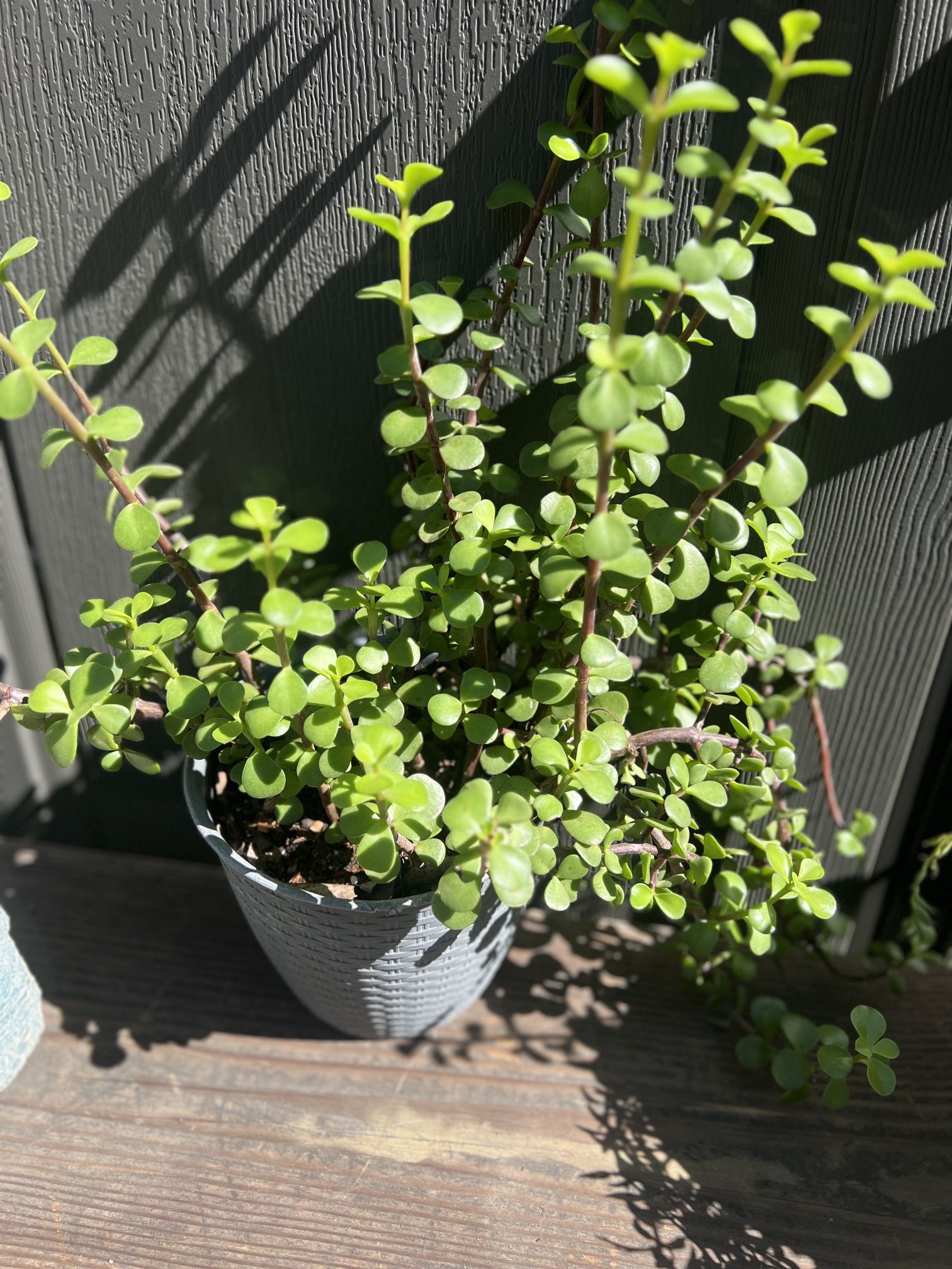 Potted Jade Plant