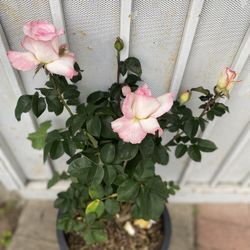 Rose Bush Plant, In 5 Gallons Pot Pick Up Only