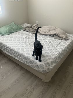 Queen mattress and box