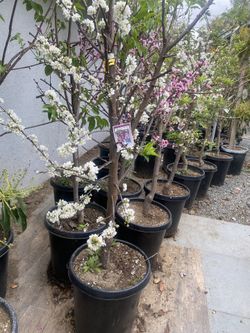 Arboles Frutales