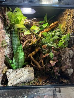 Vivarium Builds For Various Animals. Will Build For You. 
