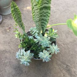Assorted Plants